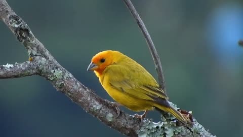 Canary Bird