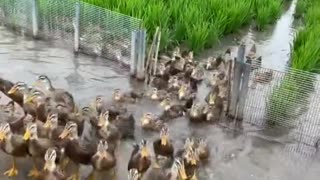 Rice field full of Ducks