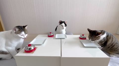 Kitty Diners