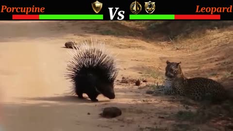 Porcupine's Great Escape: Outwitting the Leopard!