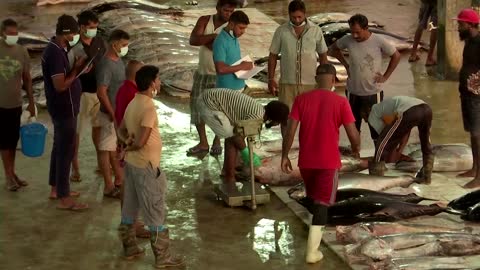 Fishermen struggle amid Sri Lankan financial crisis