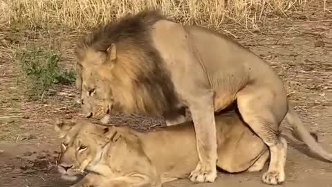 rare moment!! Lions are caught mating in the wild.