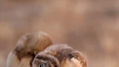 "Wonderfully Wise and Adorable: The Enchanting World of Burrowing Owls" 🦉🦉 🤎🤎🤎