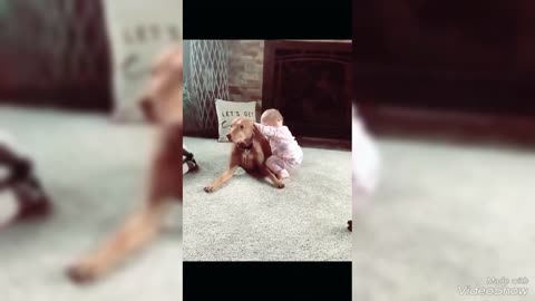 Cut Baby and Cut Cat & Dog Love (Animals Funny Video