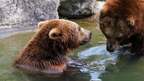two Cute bear 🐻