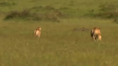 Touching Story ! Lion Becomes Gentle To Adopt Cheetah's Cubs - Cheetah Vs ,Oryx-15