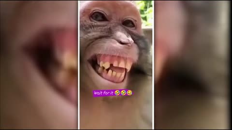 Kiki monkey - Funny Animal Videos 2023