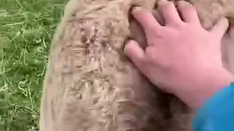 This pony loves butt scratches😂😂