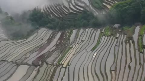 terraced fields