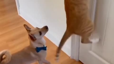 cat funny video