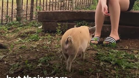 Pigs Are So Grateful Their Mom Saved Them: Happy National Pig Day | The Dodo