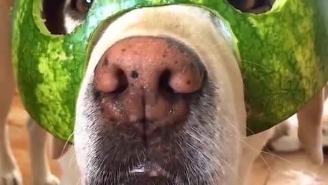 Funny puppy with facemask from watermelon rind