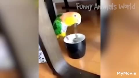 Animals Funny Video