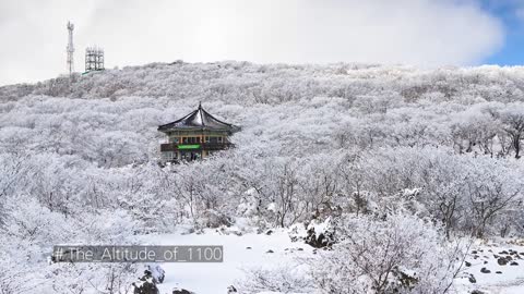 32_[Korean scenery] The Altitude of 1100, a snow scene like a Frozen