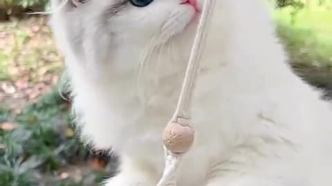 cute cat aawwwww