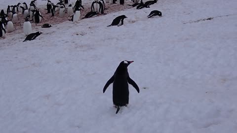 Gentoo Penguins, Danco Island, Antarctica