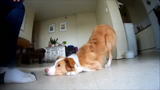 Border Collie practices her dance moves