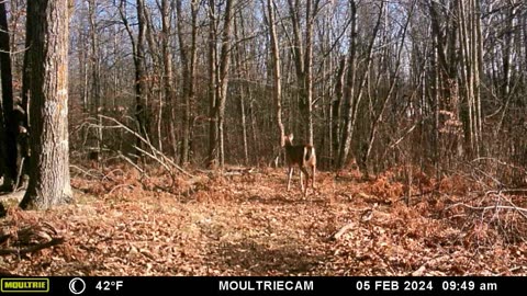 February Deer
