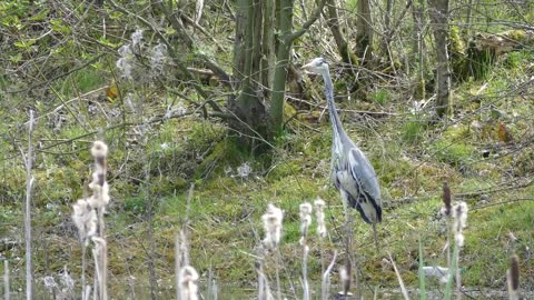 Birds Heron Water Nature Animal Wildlife Wild