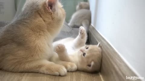 The way the mother cat loves her kitten is very strongly(part 47)