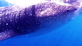 Snorkelers get into the water with a school of whale sharks