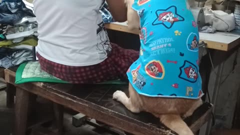 Dog Asks for Attention From Seamstress