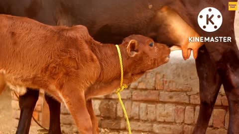 Cute Cow Calf Drinking Milk - Cow Milk#calf #cow #cows #farm #cattle #farmlife