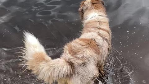 Dog is afraid of swimming