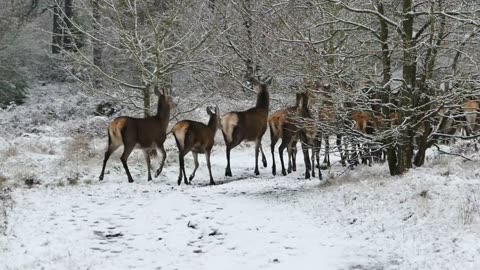 Why herd of beautiful 🤩 deer 🦌🦌🦌are afraid 🤔🤔???