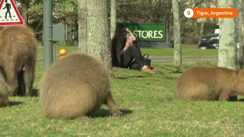 Capybaras move into residential area in Argentina