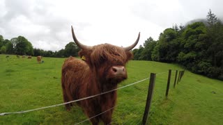 Scottish Mountain Cow Picks His Nose