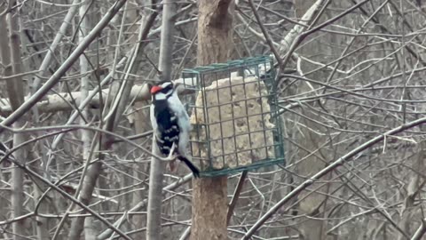 Downy Woodpecker W/Cameo appearance by Female Cardinal