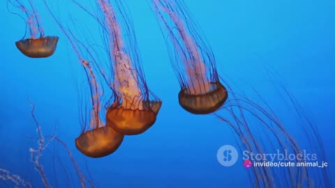 Jellyfish Ballet: Mesmerizing Displays of Grace and Color