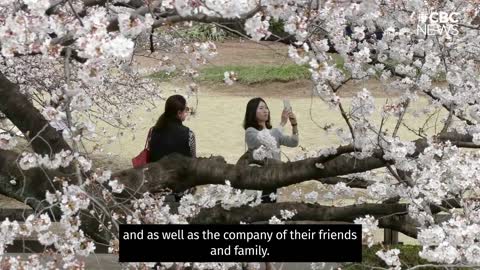 Vancouver's cherry blossoms have deep roots in Japanese culture