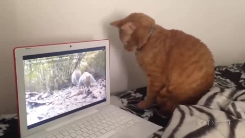 funny cat compilations