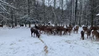 Nice gathering of deer