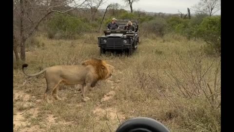 Male Lion Asserts Dominance in Powerful Display!