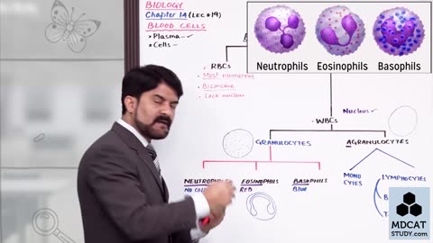 LEC#19 BLOOD CELLS