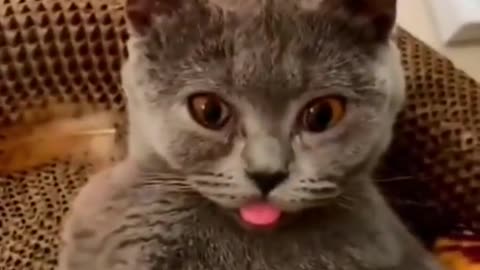 Best Funny Animals Videos 2022 😂 - Funniest Cat of 2023 😹 #shorts