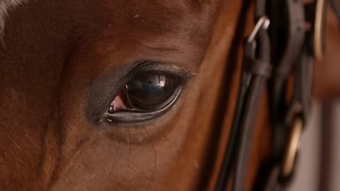 Racehorse Eye Closeup
