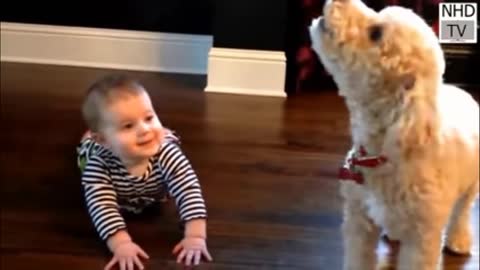 Cutes dogs cutest dog in the world cute dogs clips