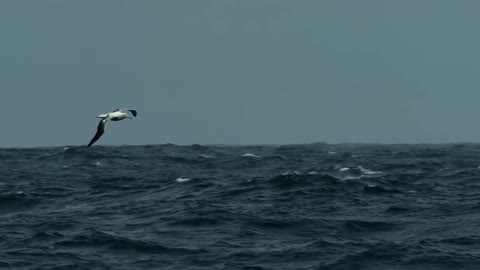 A single Northern Gannet bird flying above the sea