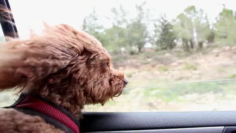 Beautiful Dog in Car