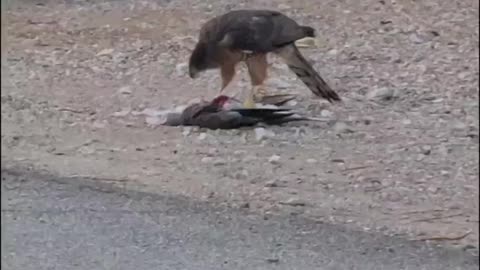 Red Tailed Hawk Attacks a Mourning Dove