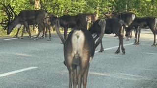 Reindeer Holds up Traffic for a Toilet Stop