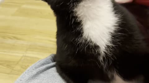 Tuxedo Cat Loves a Good Face Scrubbing