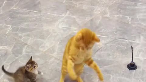 Funny cat