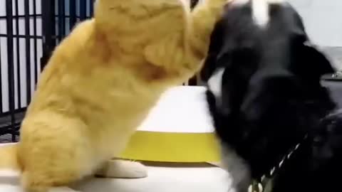 Big dog being bullied by a cat