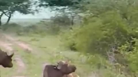 Animal fighting viral video lion #video #viral #rumbel #rumblevideo