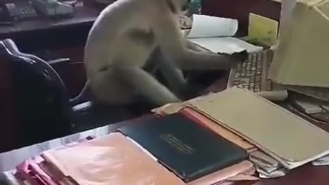 Funny monkey